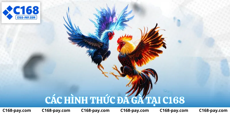 Các loại hình đá gà phổ biến tại C168